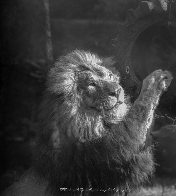 Le Roi Lion – Image 2