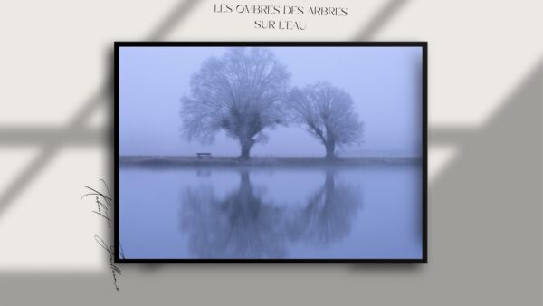 Ombres des arbres sur l’eau